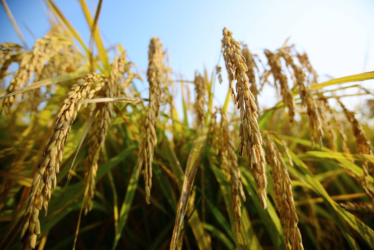 守一口粮，换一份安心