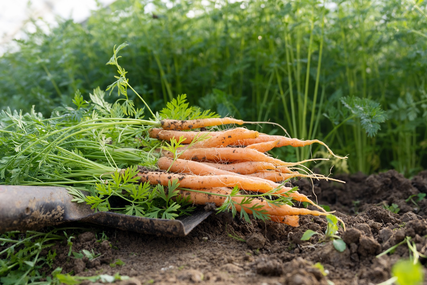 土地拥有无限可能