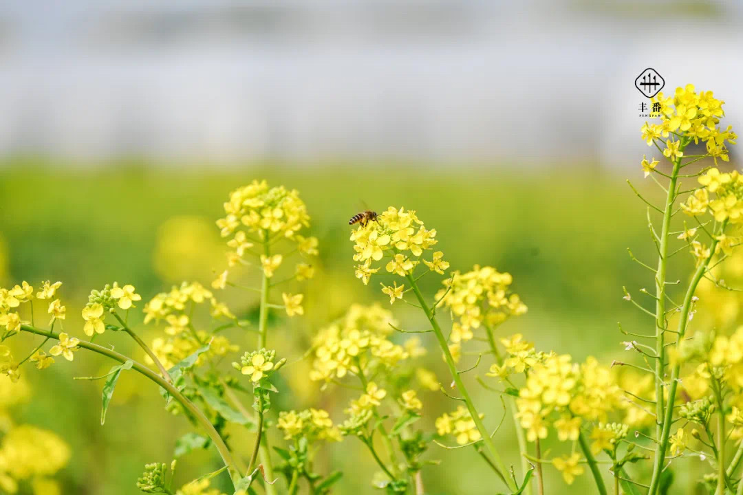 不时不食，不鲜不食——记后稷农业公司春季客户探春活动