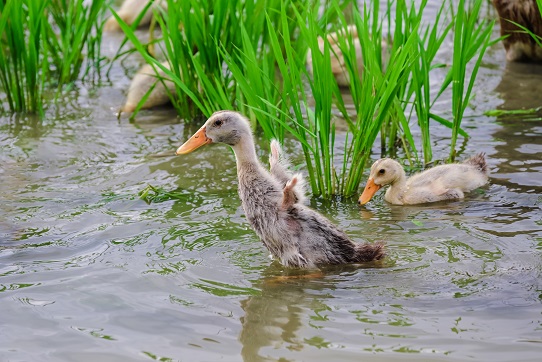 有机食品凭什么贵？