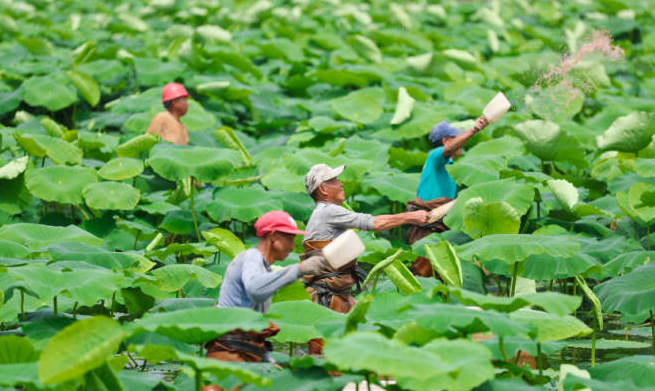 先啬农业：莲田新韵，仓廪丰实——汗水浇灌的农业新图景