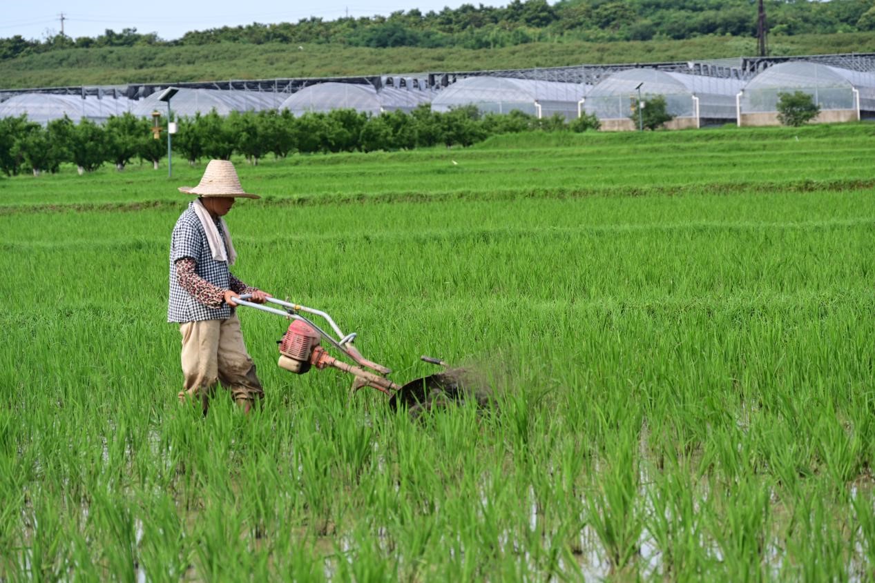 春耕夏种禾下土 后稷农业开新元