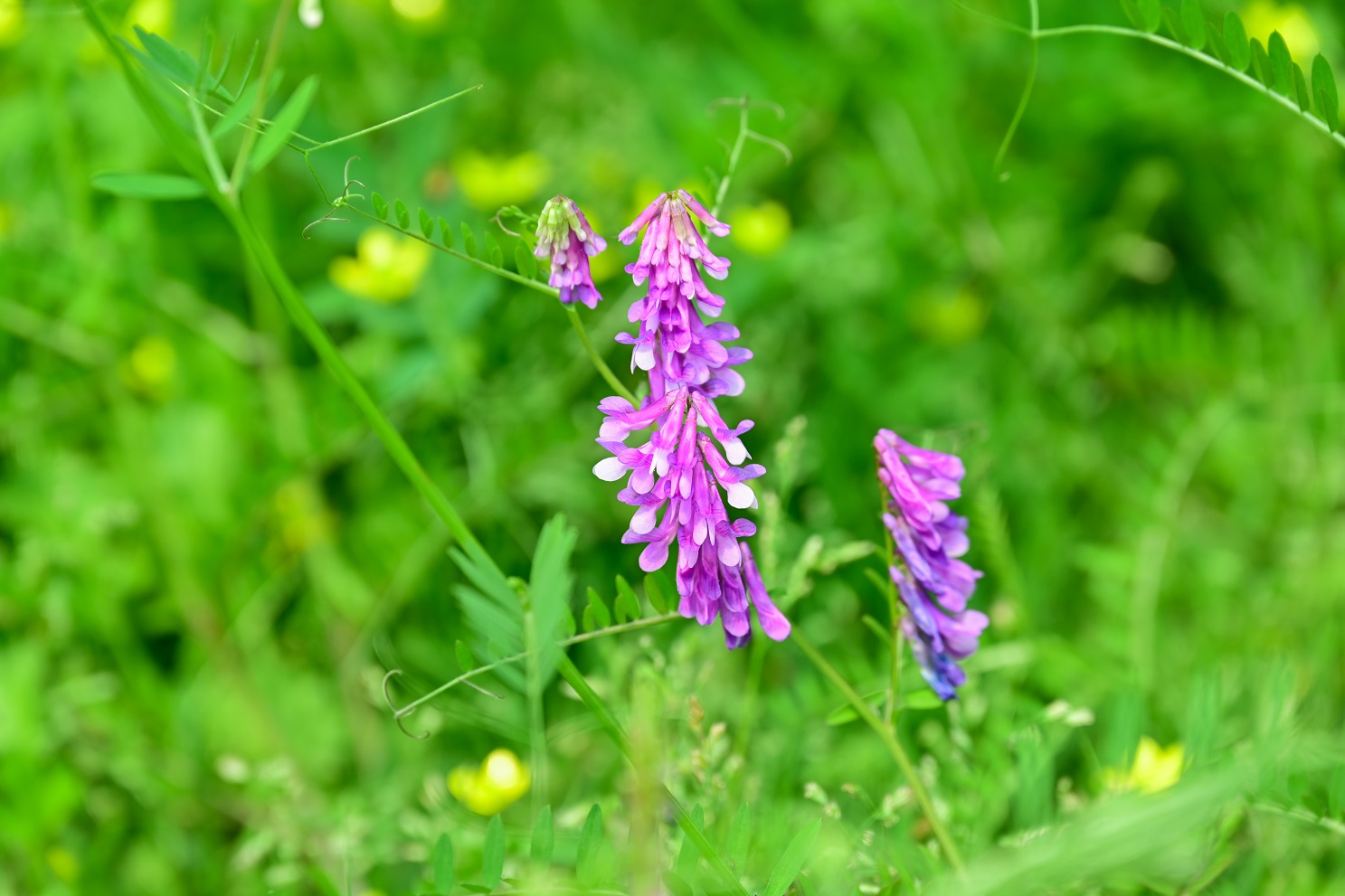 3871652923542162.jpg 3871652923542162.jpg