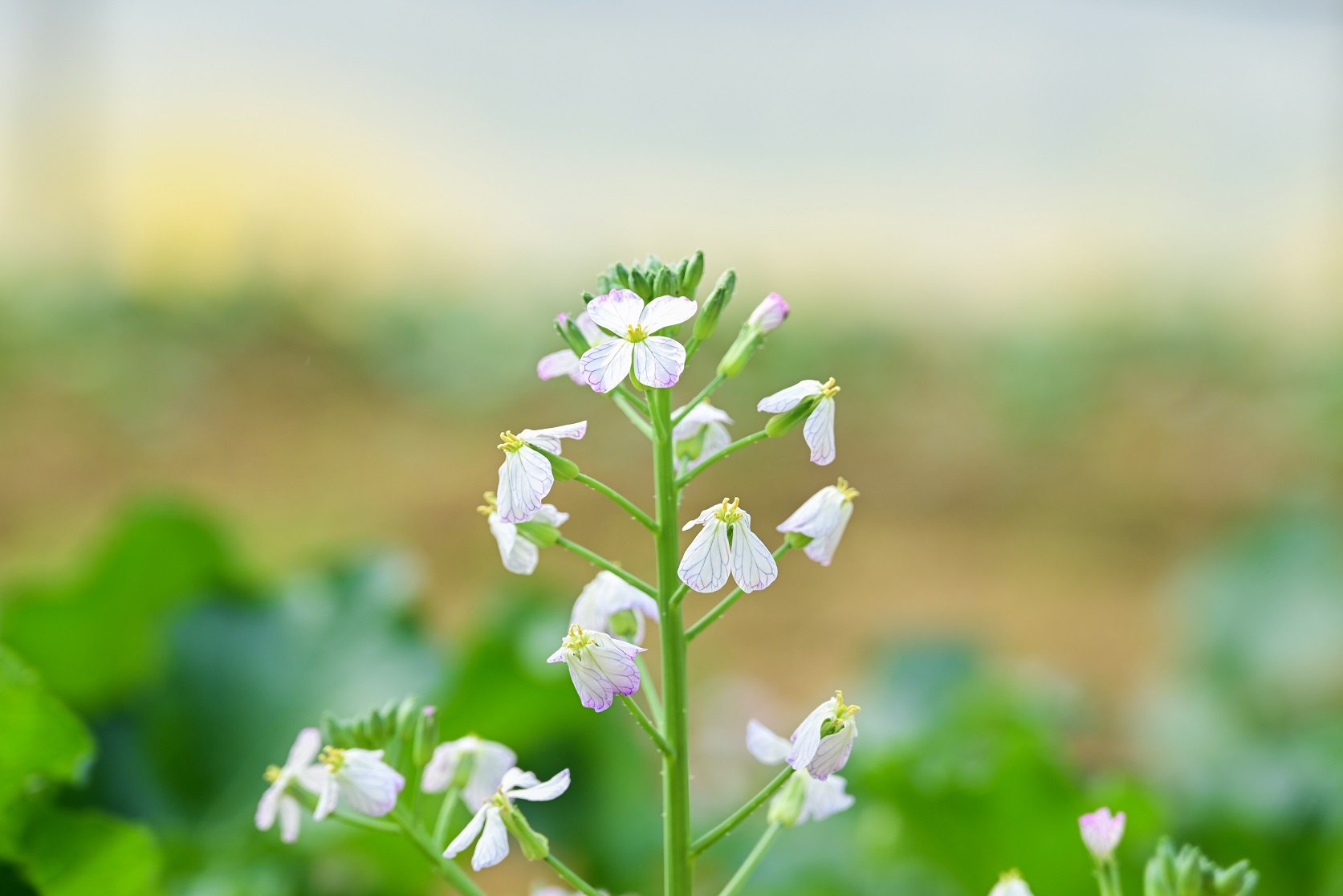 5671652923541955.jpg 5671652923541955.jpg