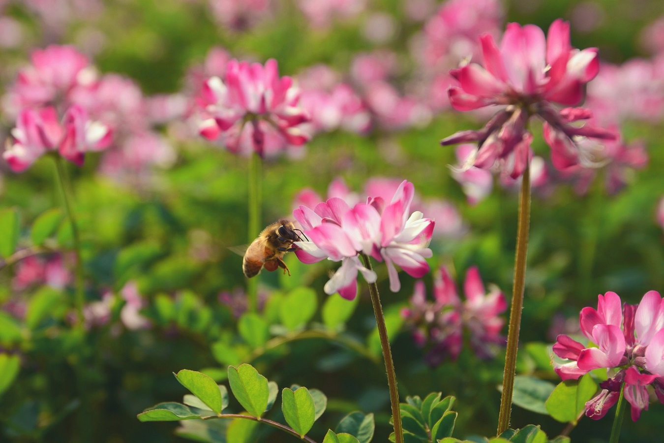 6591652923543881.jpg 6591652923543881.jpg