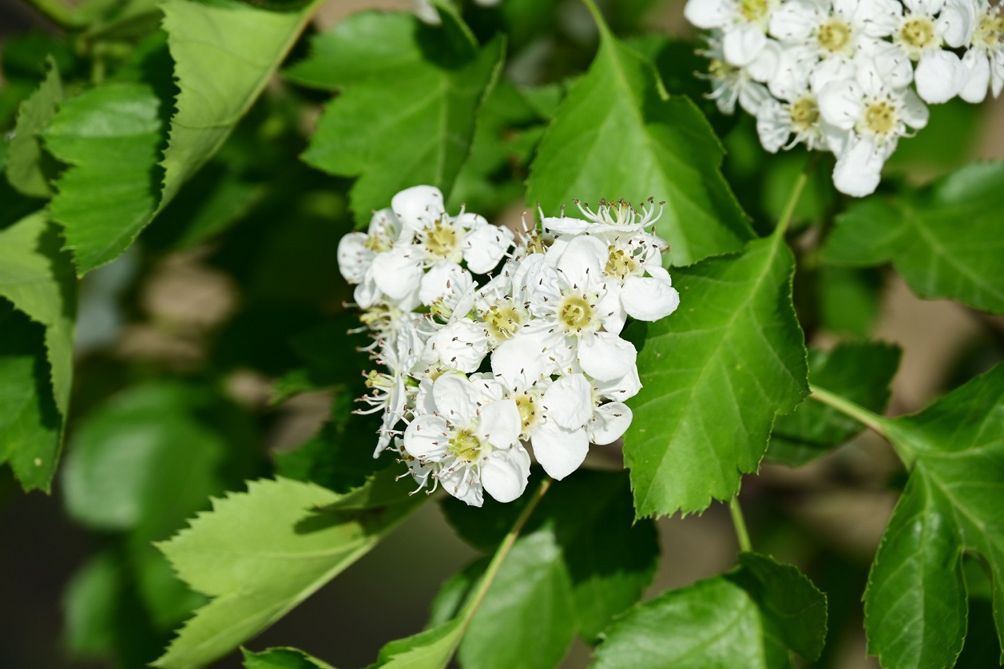 7681652923542267.jpg 7681652923542267.jpg