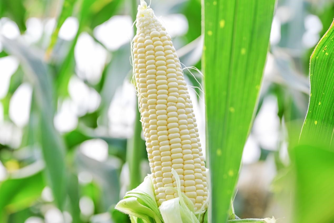 2661754018480594.jpg 2661754018480594.jpg