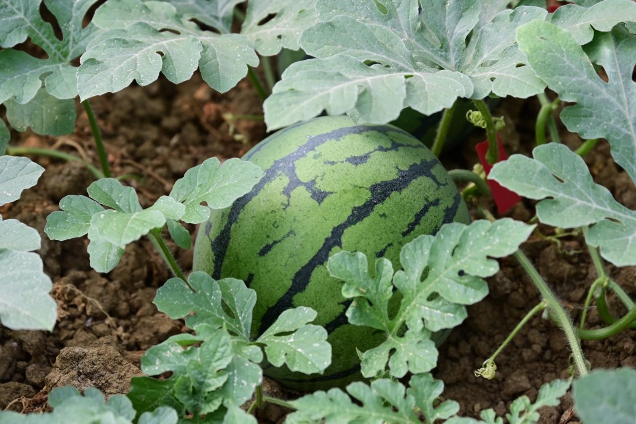 7961754018438588.jpg 7961754018438588.jpg